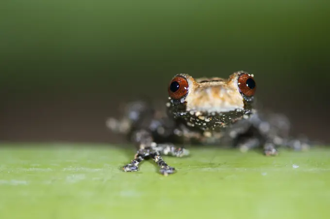 Pied Warty Frog, Theloderma asperum, on bamboo, Cameron Highlands, Malaysia.