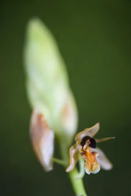 An Orchid flower, Geesinkorchis altaticallosa, Imbak Canyon, Sabah, Borneo, Malaysia.