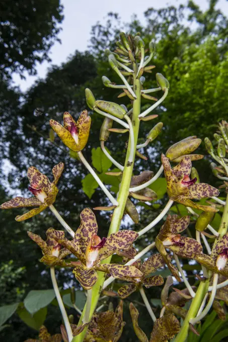 Orchid, Grammatophyllum speciosum, Imbak Canyon, Sabah, Borneo, Malaysia.