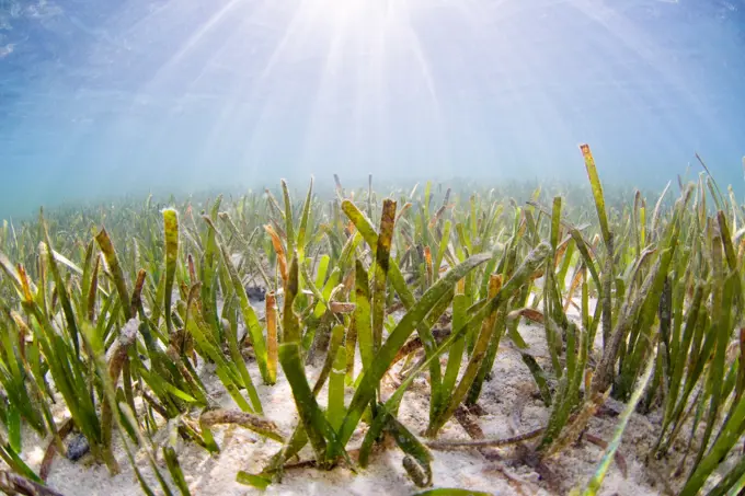 A seagrass bed in shallow water, Raja Ampat Islands, West Papua, Indonesia. Seagrass is a true marine plant.