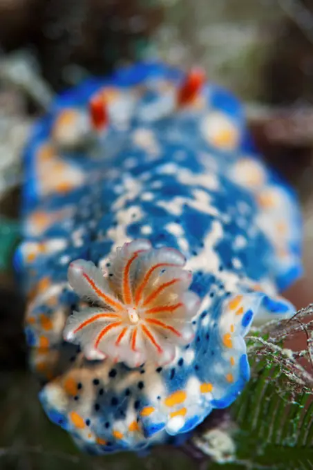 A nudibranch (Hypselodoris infucata), near Dili, East Timor.