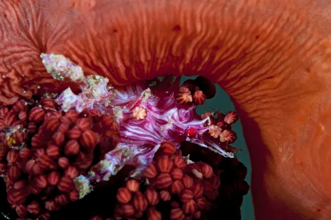 A spider crab (Hoplophrys oatesii), also called a soft coral crab (the pink-and-white candy stripped creature), on soft coral, near Dili, East Timor.