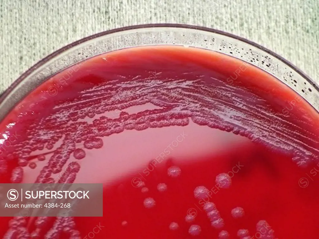 Bacillus licheniformis Bacterial Culture