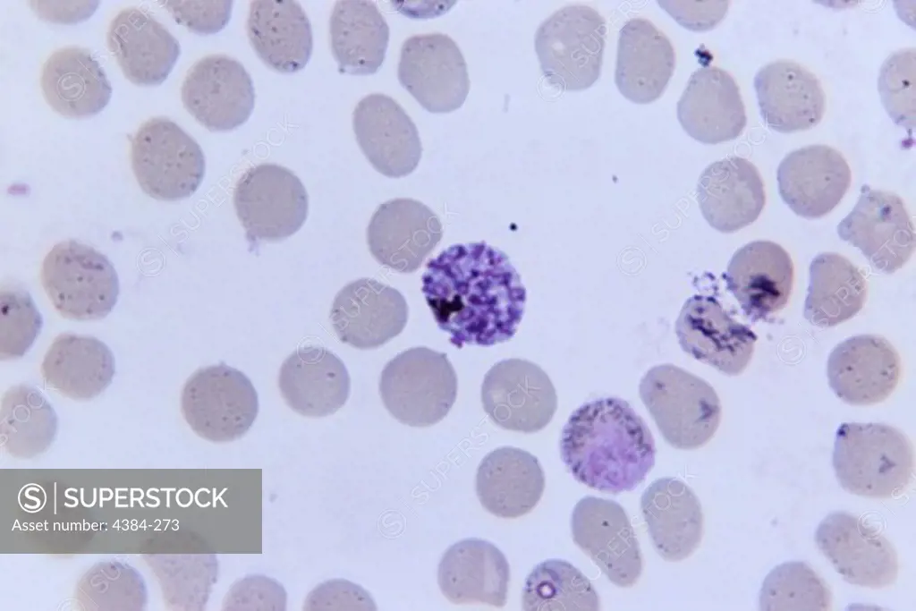 Photomicrograph of Simian Blood Sample