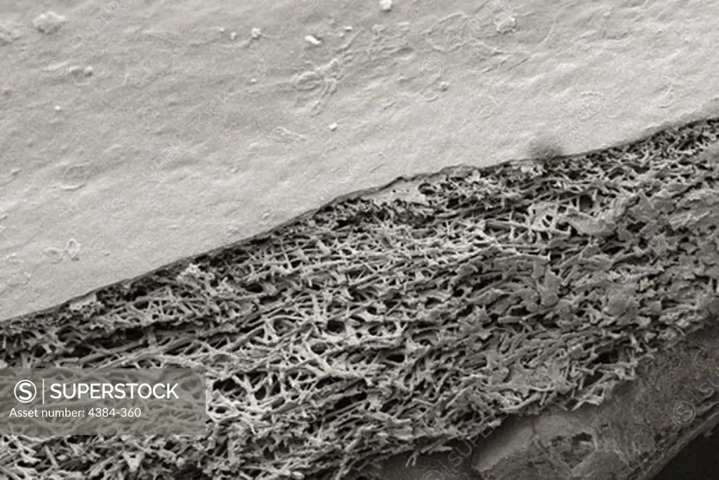 Microscopic Detail of Eggshell