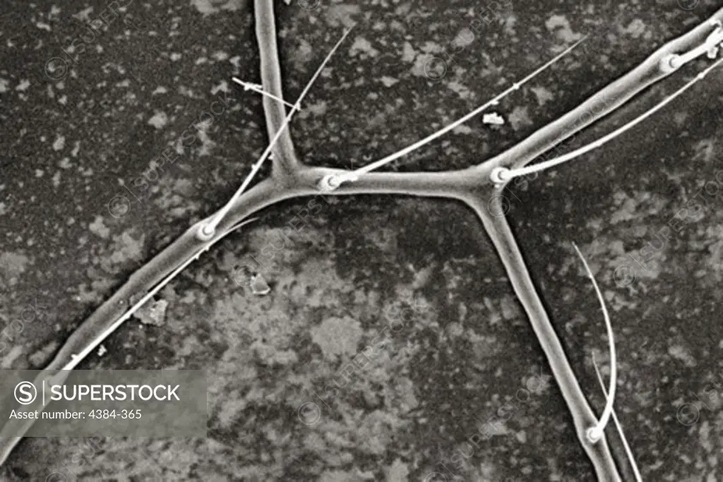 Microscopic Detail of Dragonfly Wing