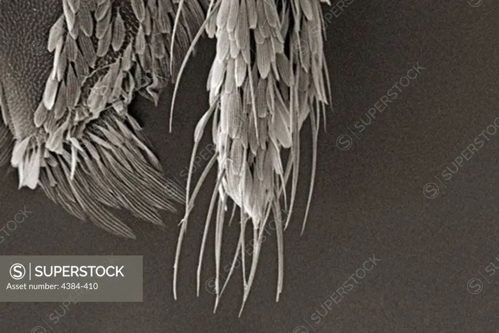 Microscopic Detail of Mosquito's Palps