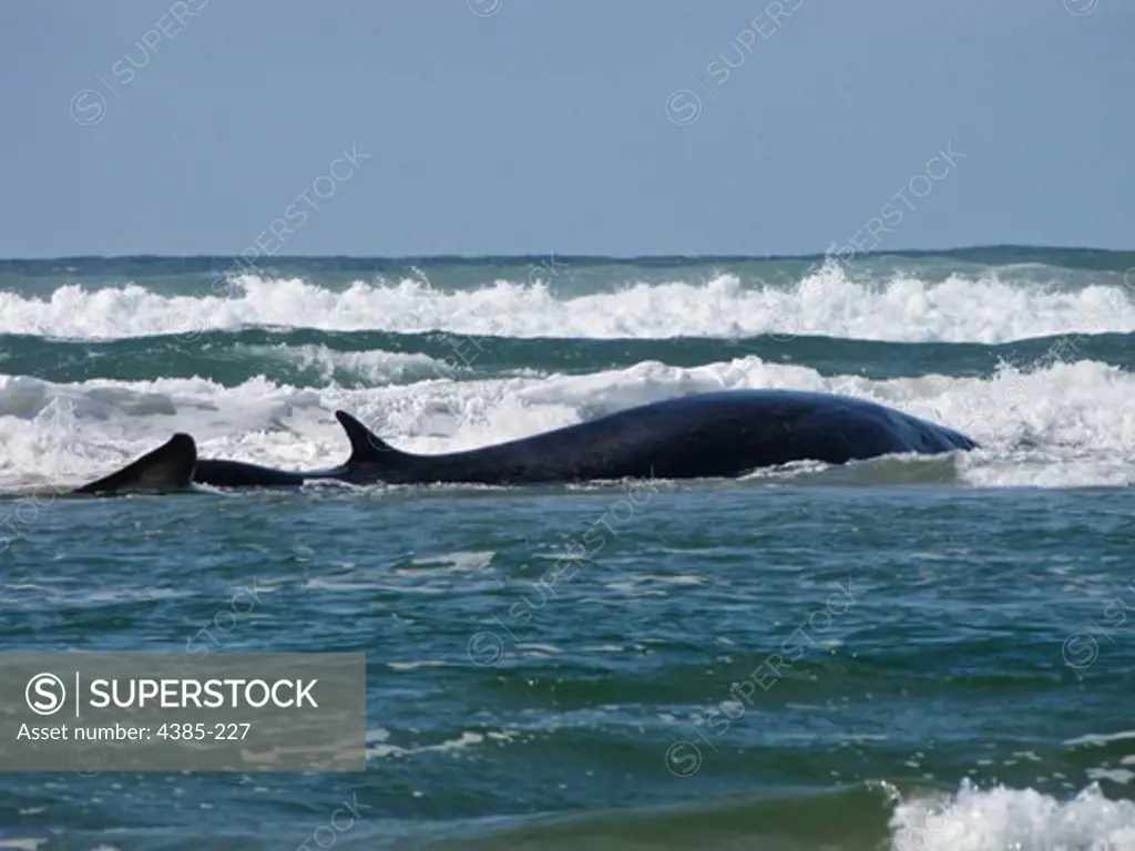 A whale in the surf zone may be debilitated, swimming parrallel to the shore and might lack the energy to swim out of the surf zone, according to an evalution by the Marine Mammal Stranding Network of the Coast Guard.