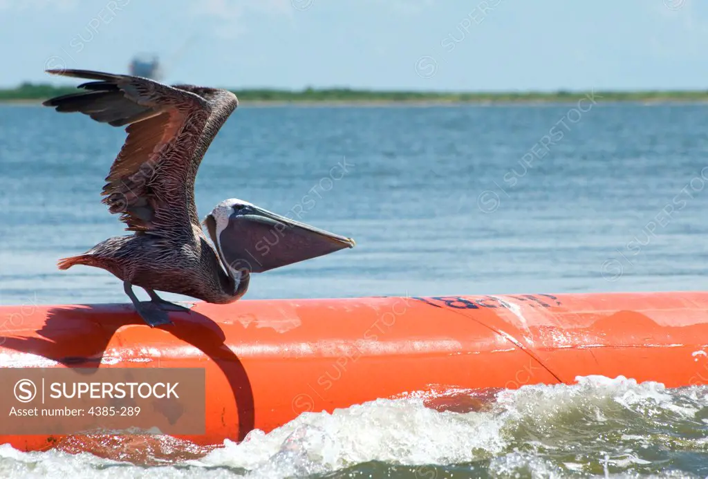 GRAND ISLE, La. - A brown pelican prepares to take flight from a section of steel boom in Barataria Bay August 21, 2010. The steel boom has been placed to protect the many sensitive pelican nesting grounds in the bay.