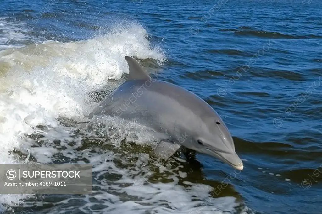 Dolphin Jumping Out of Water