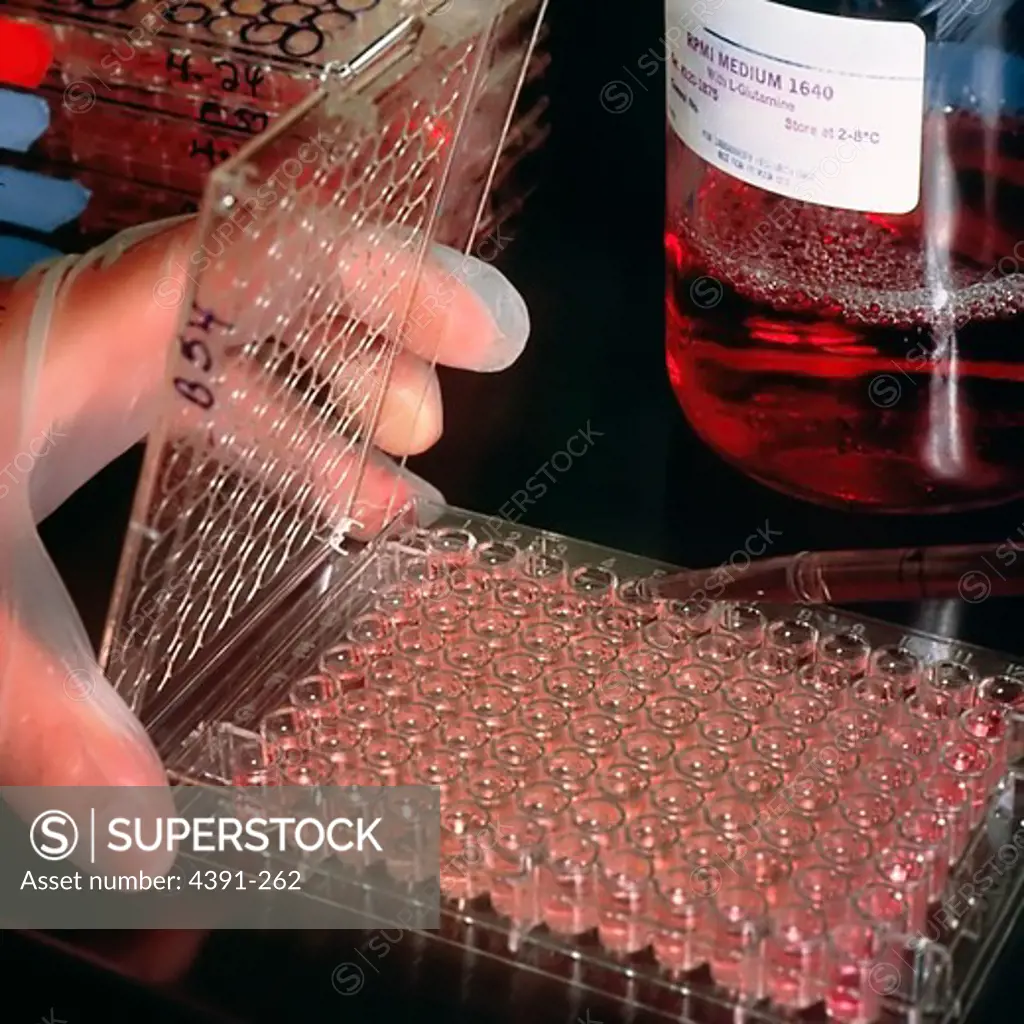 A tray of prepared wells, being held by a rubber-gloved hand. The top is up on the tray, indicating it is complete. Also visible is a bottle of the medium used in the preparation. Cells that make monoclonal antibodies are sorted and grown in wells. This is a tray of such wells. Photo by Linda Bartlett.