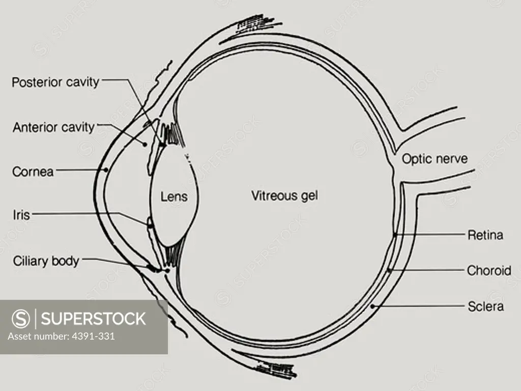 A lateral cutaway view of the human eye, showing internal structure.