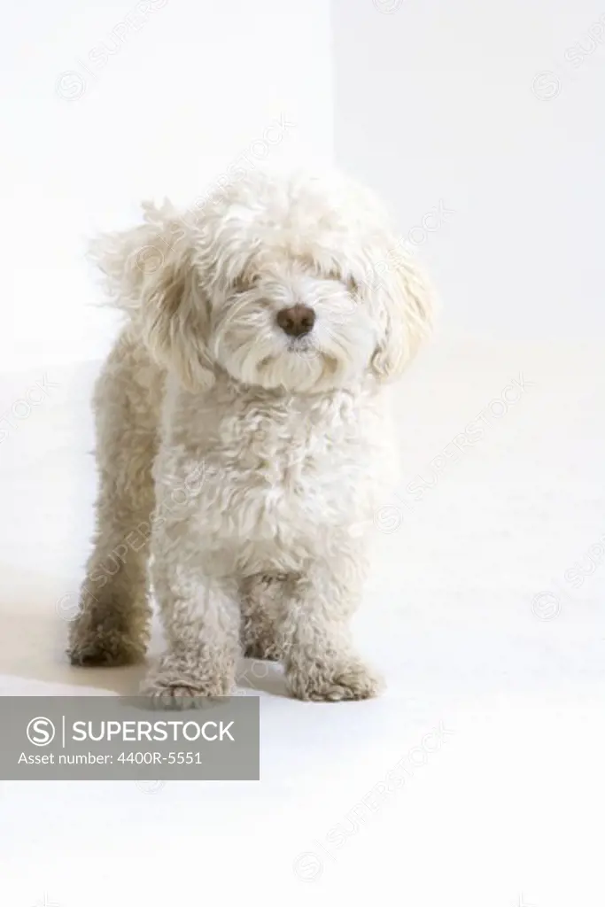 A white terrier.