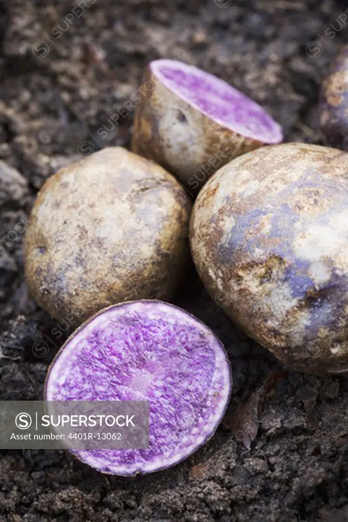 Cross Section of purple potato