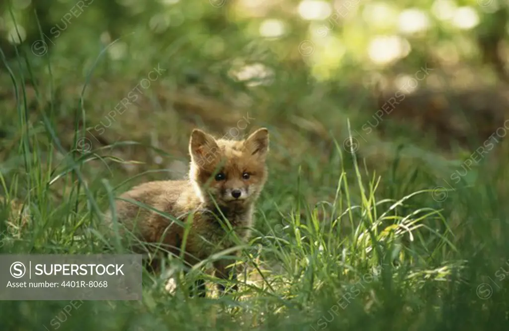 A fox cub looking from behind grass