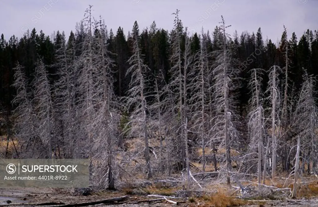 View of forest destroyed by fire