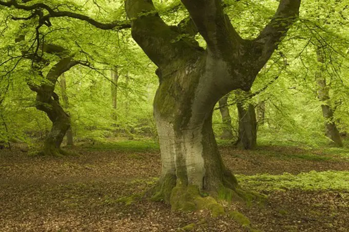 Beeches in a forest, Sweden.