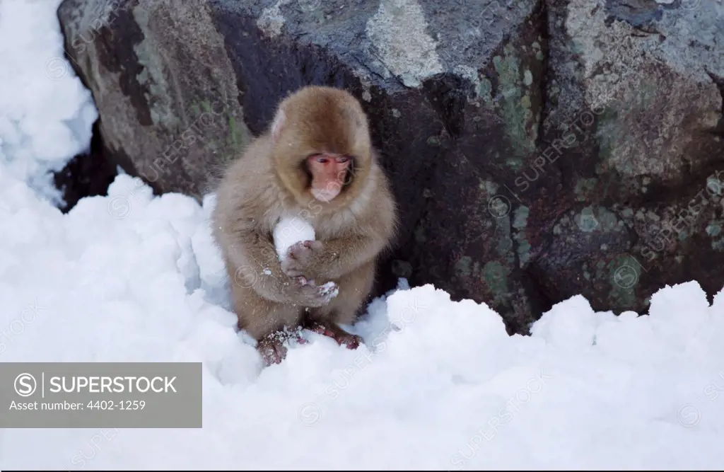 Snow monkey (Japanese macaque) with snowball, Japan