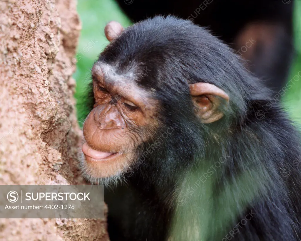 Chimpanzee eating termites