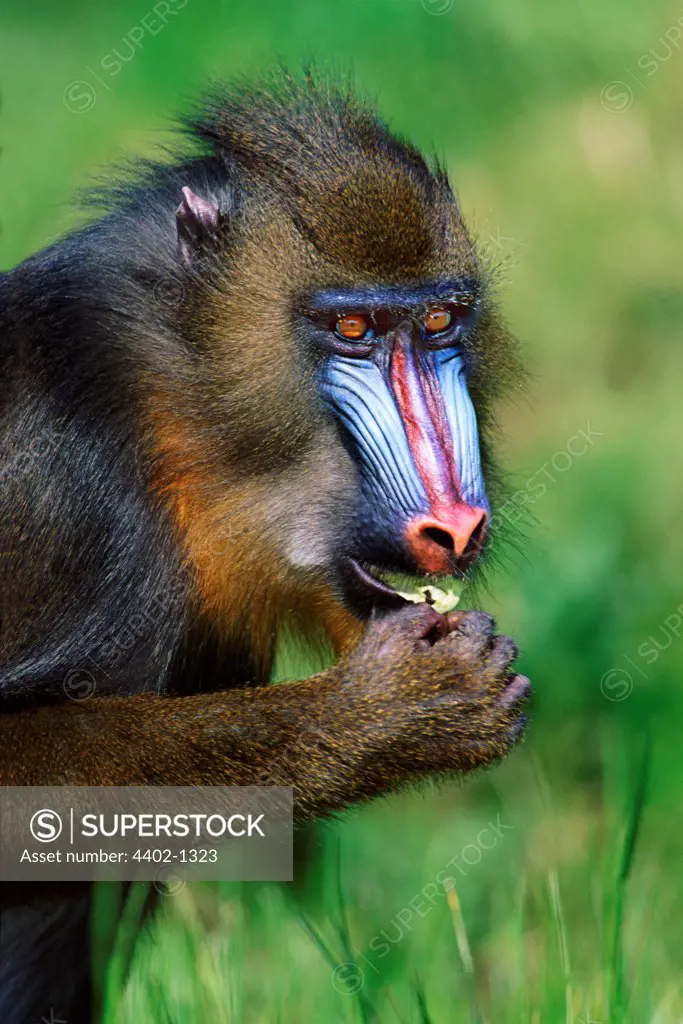 Male mandrill (captive)