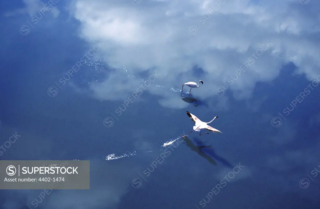 Aerial view of Flamingos, Lake Magadi, Kenya