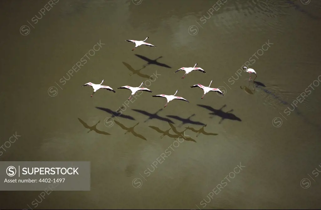 Flamingos flying low over Lake Magadi, Kenya