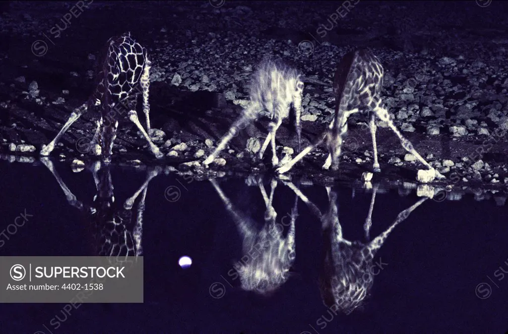 Giraffes drinking at night, Etosha National Park, Namibia