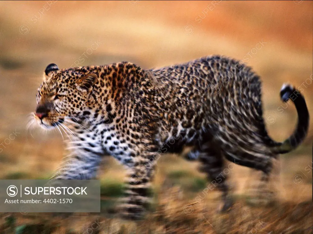 Leopard, Masai Mara, Kenya