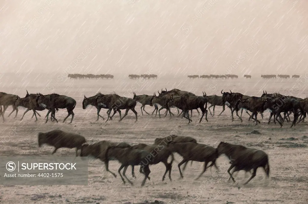 Wildebeest in rain, Masai Mara, Kenya