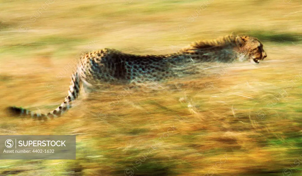 Running cheetah, Masai Mara, Kenya