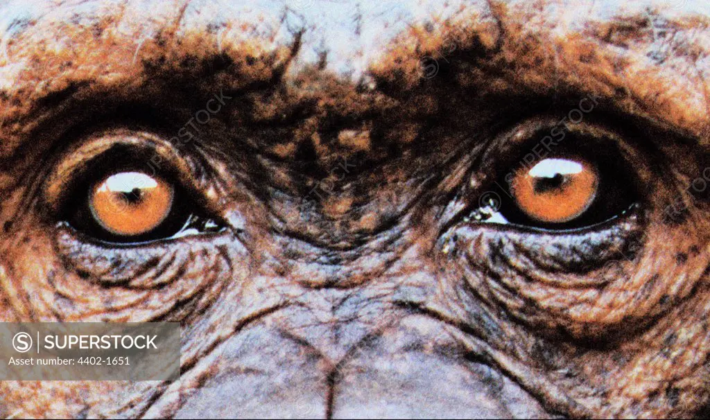 Chimpanzee's eyes (captive)