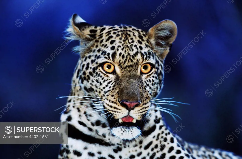 African leopard on alert at night, Masai Mara, Kenya