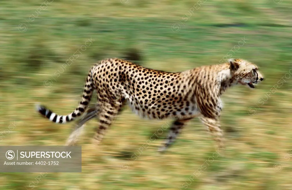 Cheetah, Masai Mara, Kenya