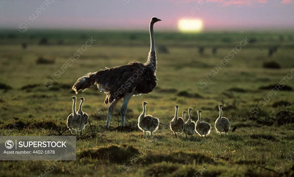 Ostrich with chicks, Masai Mara, Kenya