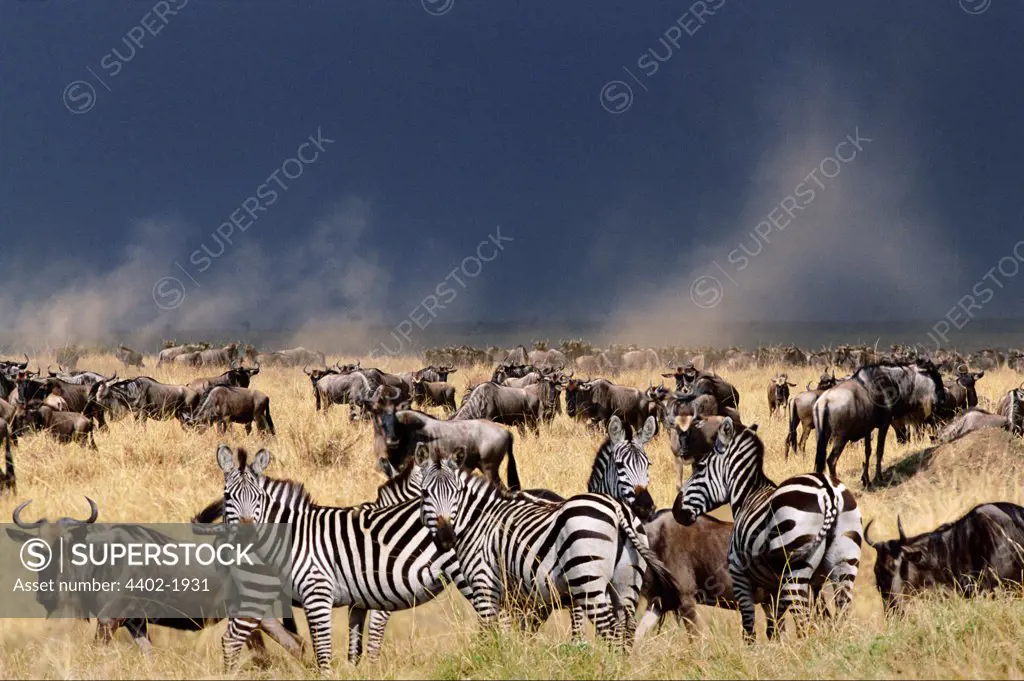 Zebras and wildebeest in the landscape, Masai Mara, Kenya