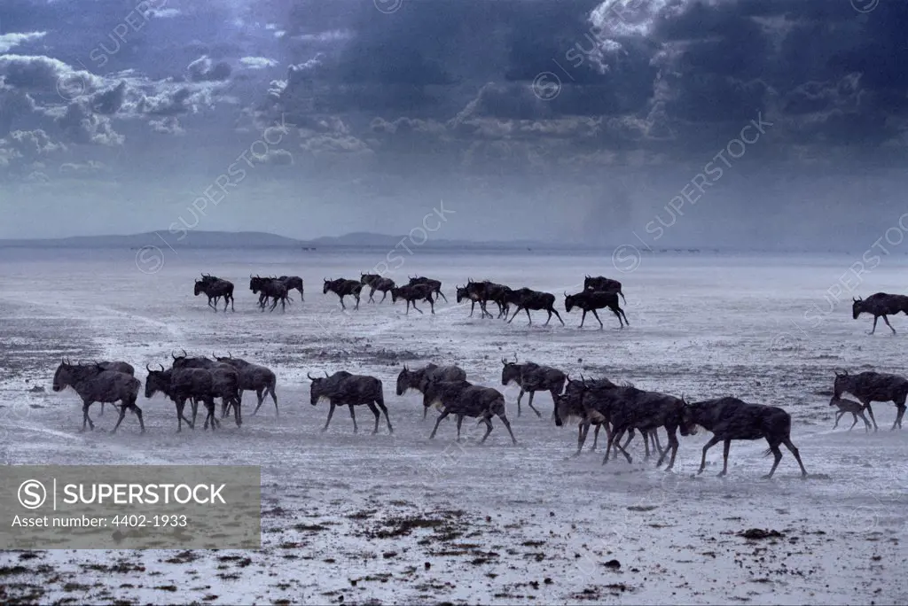 Wildebeest after rain storm, Amboseli, Kenya