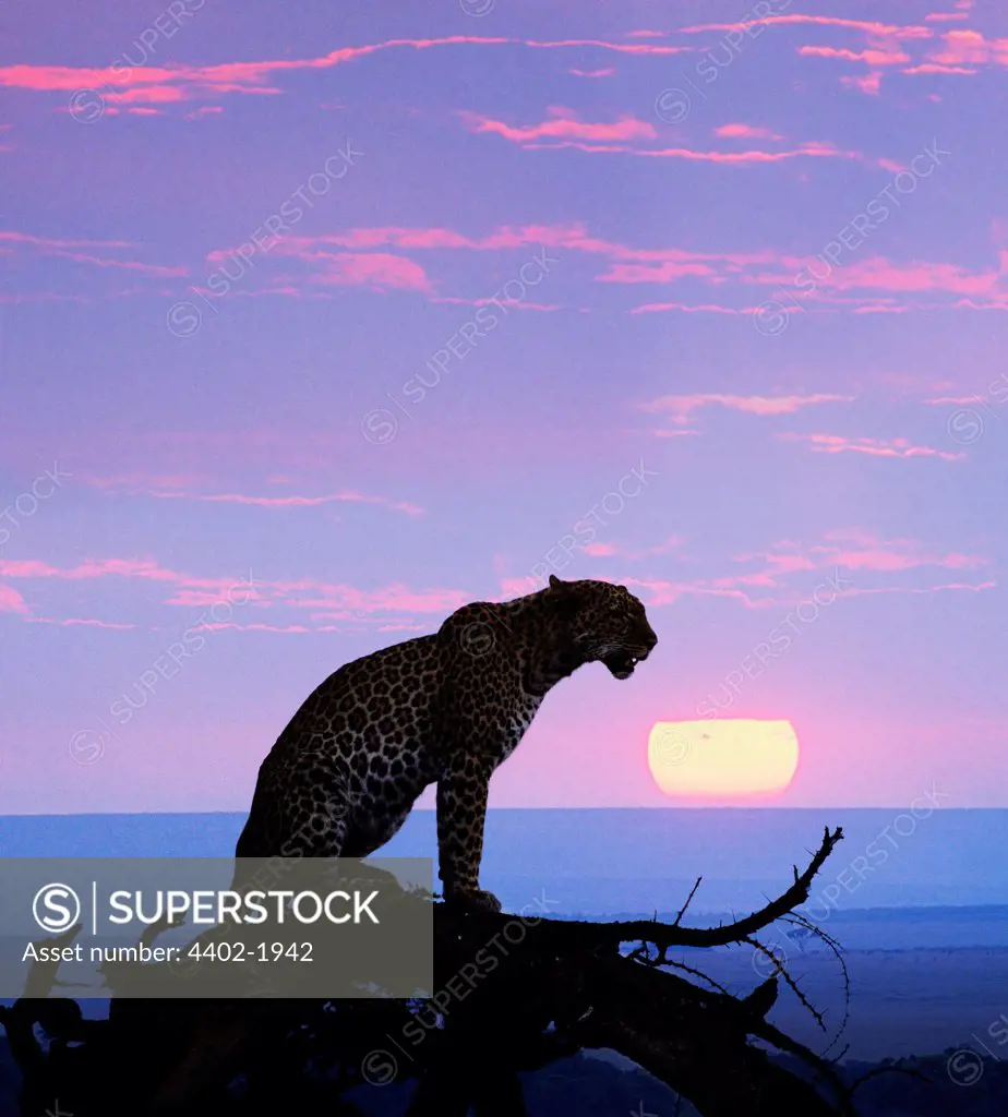 African leopard at sunset, Masai Mara, Kenya