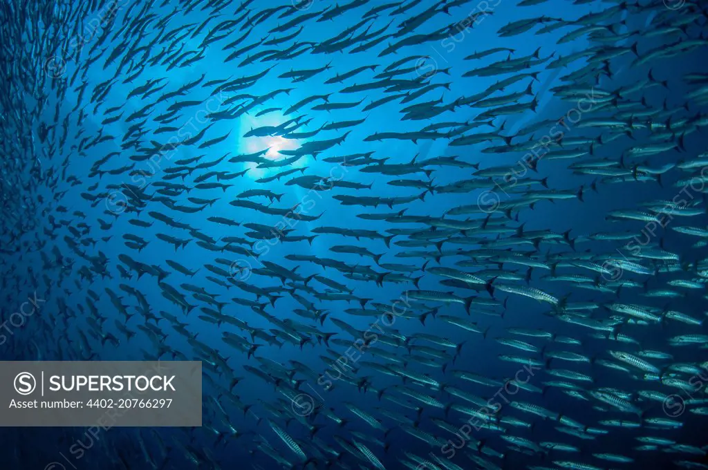 School of Barracudas, Indonesia, Sphyraena barracuda