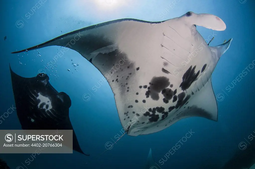 Giant Oceanic Manta Ray, Raja Ampat, Indonesia, Manta birostris