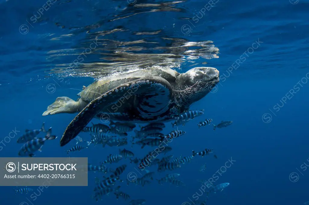 Leathery or Leatherback sea turtle, eating portuguese man-of-war (bluebottle), Azores, Dermochelys coriacea