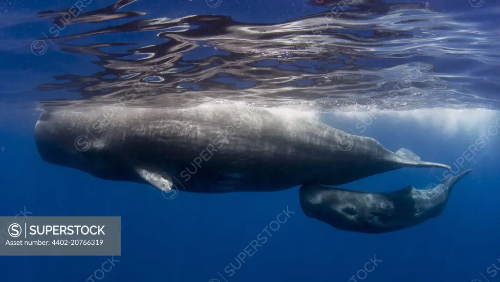 Sperm whale with Calf, Azores, Physeter macrocephalus