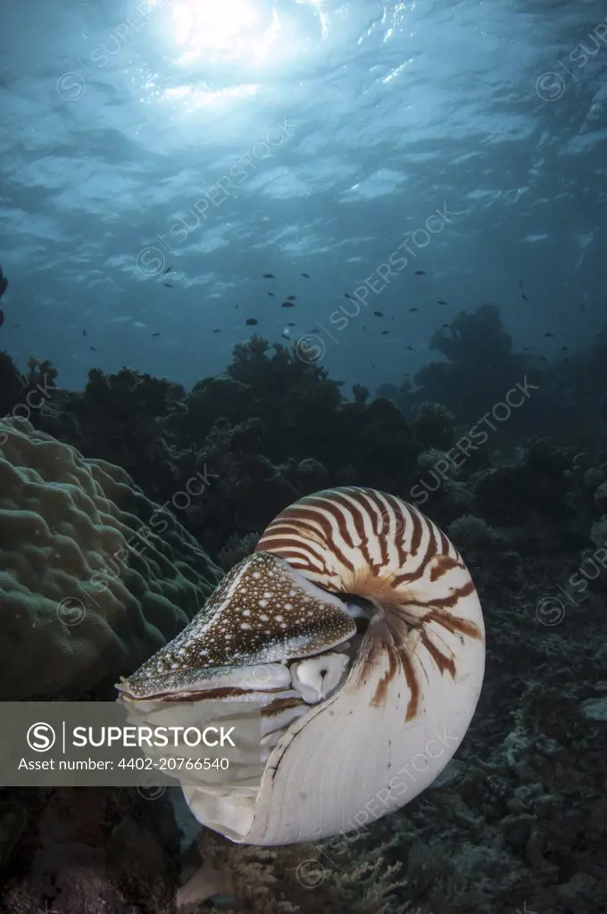 Nautilus, Palau, Nautilus belauensis