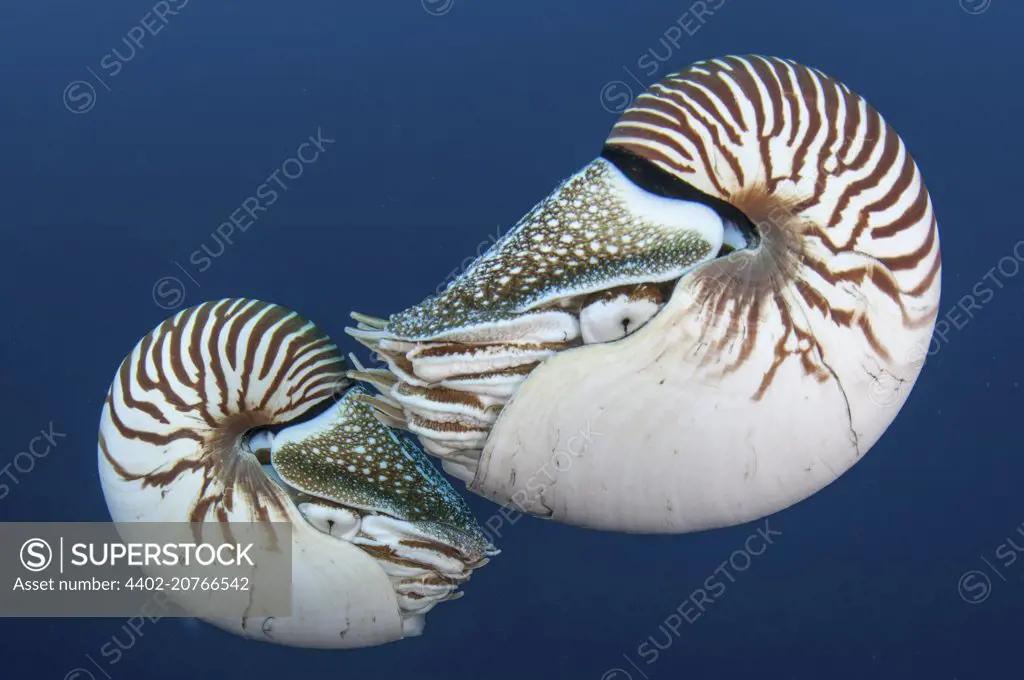 Nautilus, Palau, Nautilus belauensis