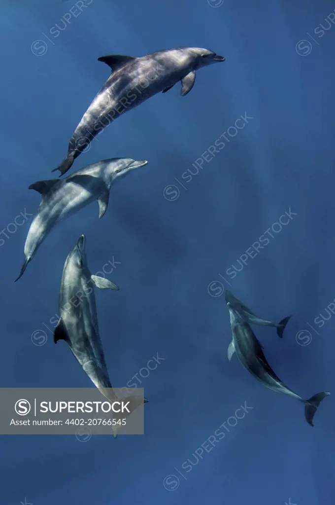 Bottlenose dolphins near the surface, Egypt, Tursiops truncatus