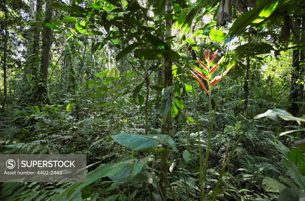 Amazon jungle, Peru