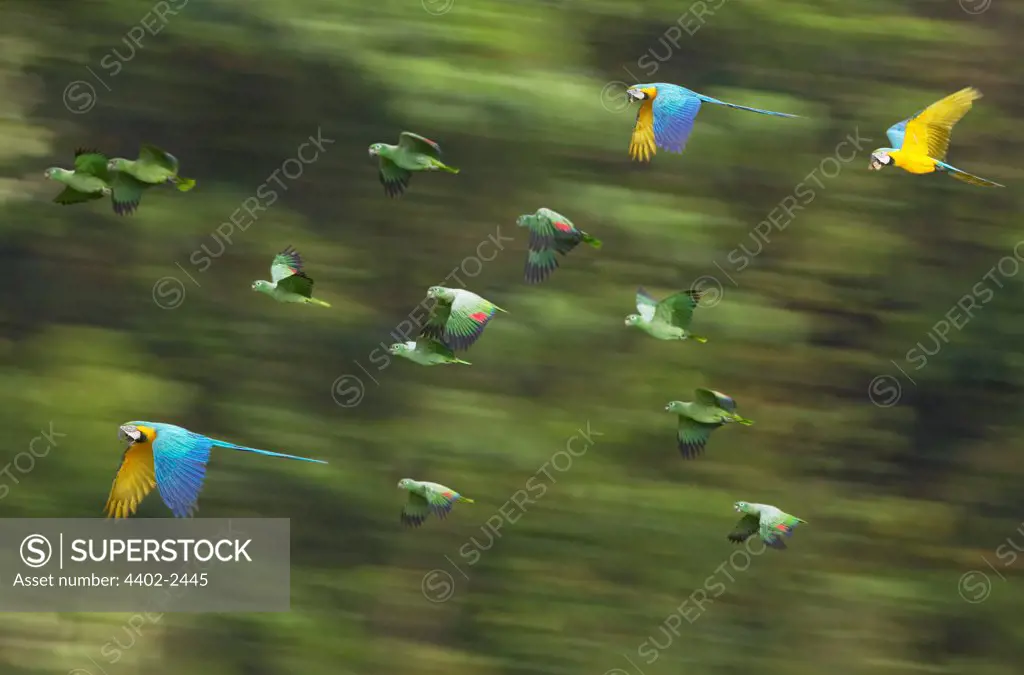 Blue and Yellow Macaws and green Parrots in flight, Tambopata River, Peru