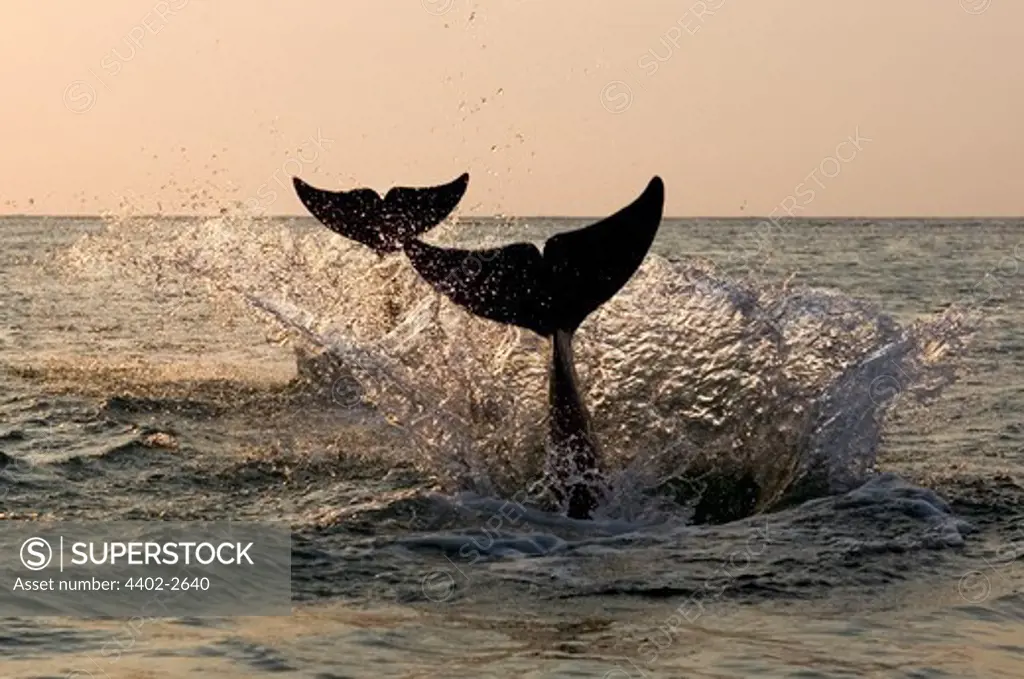 Two Bottlenose Dolphins diving in unison, Honduras