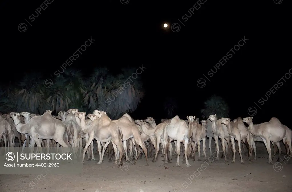 Arabian Camel s at night under the full moon, Kalacha Oasis, Chalbi desert, Northern Kenya, Africa