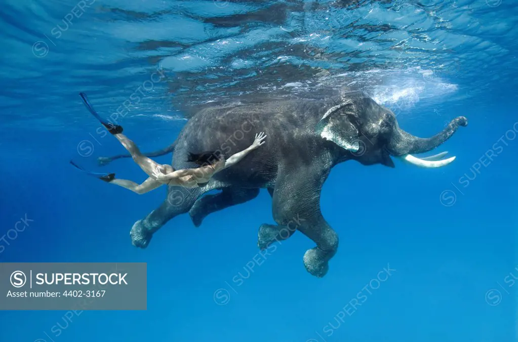 Indian elephant and girl swimming underwater, India