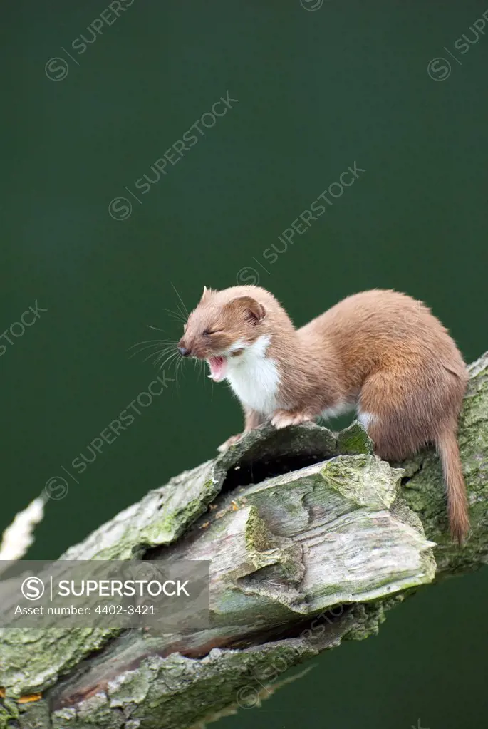 Weasel yawning,  British Wildlife Centre, UK